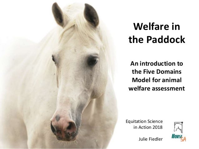 The Welfare of Horses (Animal Welfare)
